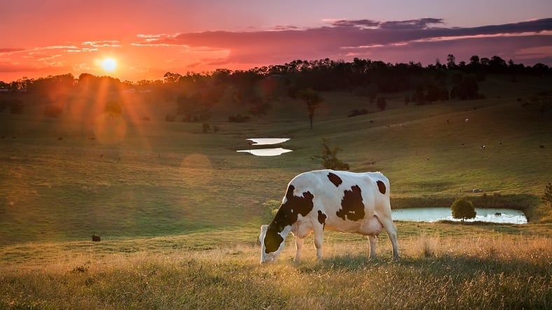 cow bones can be used for bone grafting