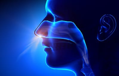 Sinus Cavity Location relative to upper jawbone