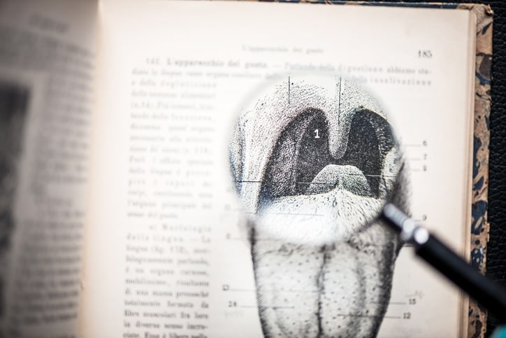 Anatomy of mouth